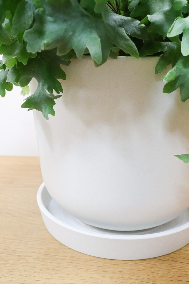 【フレボディウム オーレウムダバナ】軽量なプラスチック製のシンプルなPOT。人気のシルバーリーフ！見た目はフリフリ質感はシャリシャリのかわいい葉です！