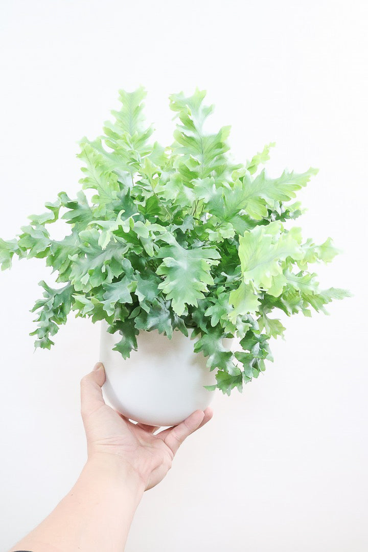 【フレボディウム オーレウムダバナ】軽量なプラスチック製のシンプルなPOT。人気のシルバーリーフ！見た目はフリフリ質感はシャリシャリのかわいい葉です！