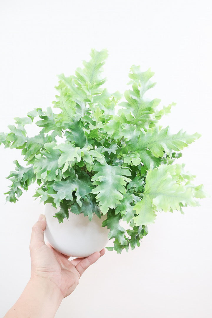 【フレボディウム オーレウムダバナ】軽量なプラスチック製のシンプルなPOT。人気のシルバーリーフ！見た目はフリフリ質感はシャリシャリのかわいい葉です！