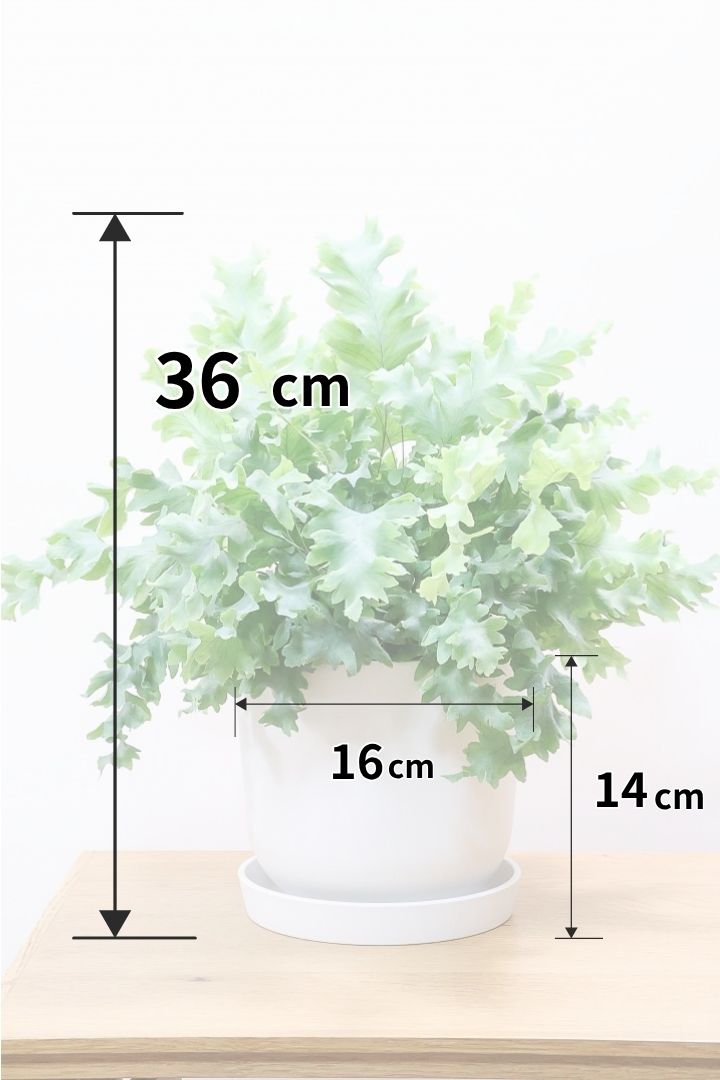 【フレボディウム オーレウムダバナ】軽量なプラスチック製のシンプルなPOT。人気のシルバーリーフ！見た目はフリフリ質感はシャリシャリのかわいい葉です！