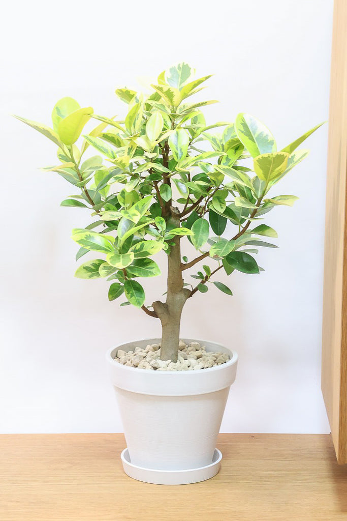 フランスゴム ユキPP61753観葉植物の通信販売 | APEGO(アペーゴ)