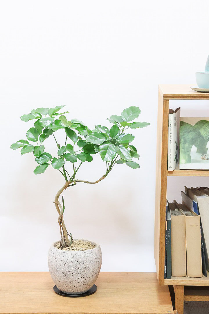 シェフレラ レナータCO61755| 観葉植物の通信販売 | APEGO(アペーゴ)