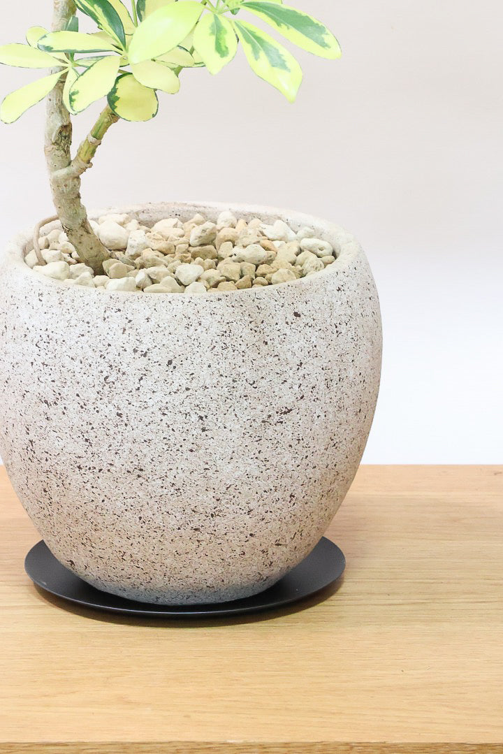 シェフレラ ハッピーイエローCO61756| 観葉植物の通信販売 | APEGO