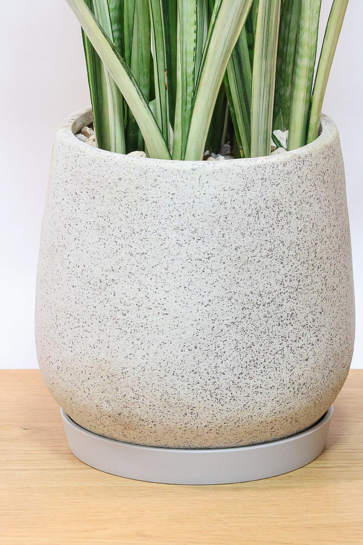 サンスベリア バンデルズセンセーション 観葉植物 サンセベリア・バンテルズセンセーション - Collection : コレクション