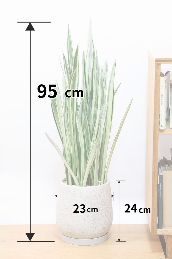 サンスベリア バンデルズセンセーション 観葉植物 サンスベリア・バンテルズセンセーション