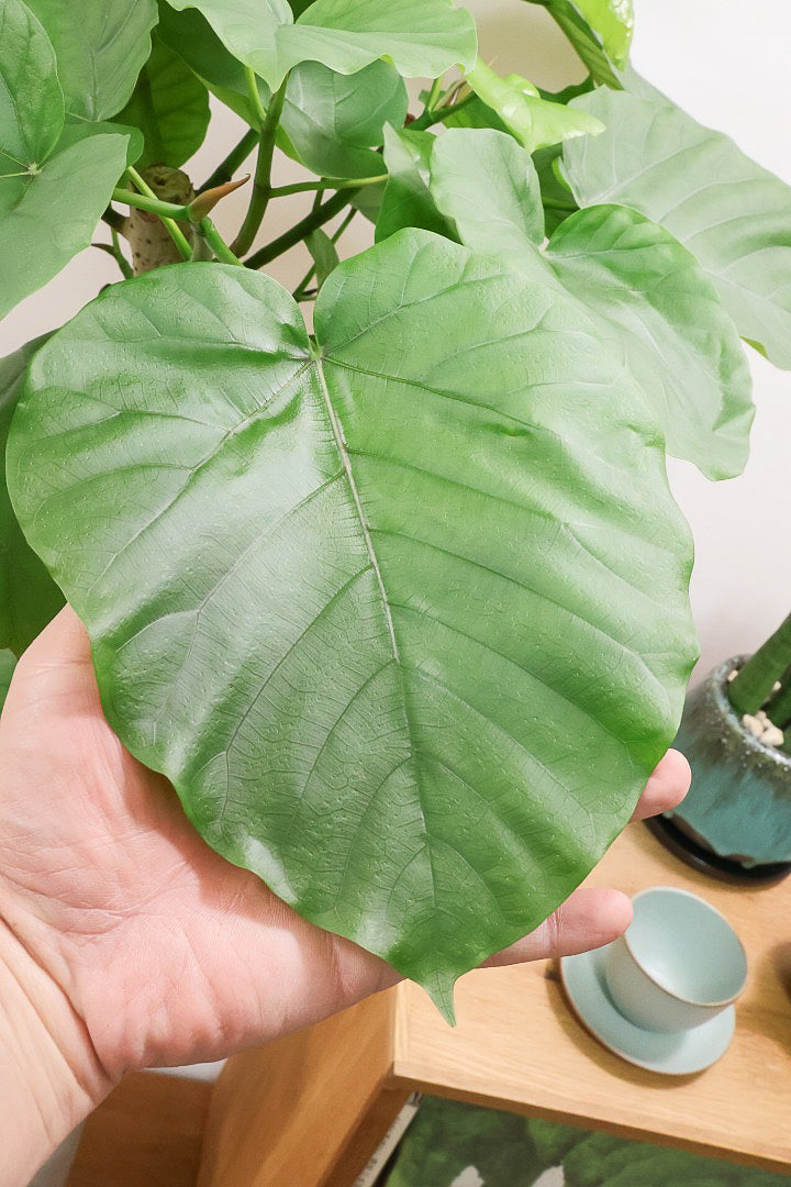 【ウンベラータ】これはホント良い樹形！葉の大きさもちょうどいいと思います！存在感があるのでインテリアにはピッタリ！