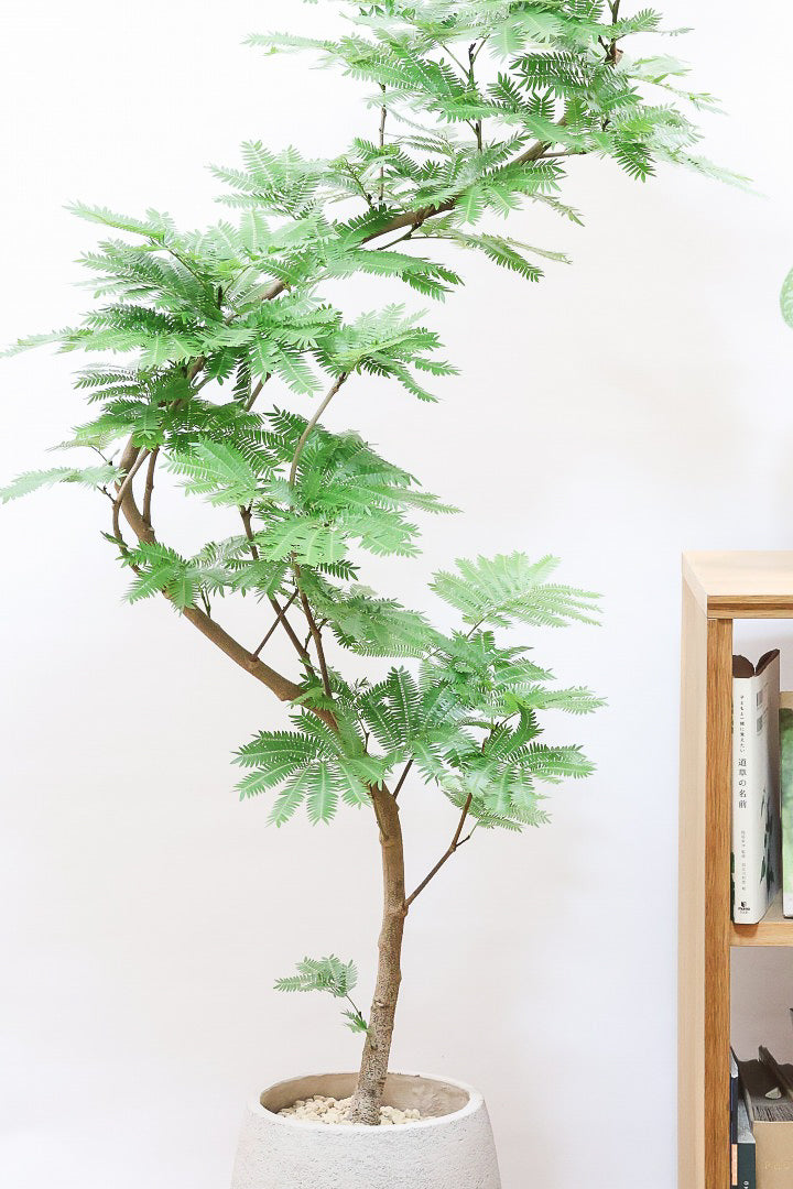エバーフレッシュ　観葉植物 観葉植物 エバーフレッシュ 10号 ボサ造り LushBasket(ラッシュ