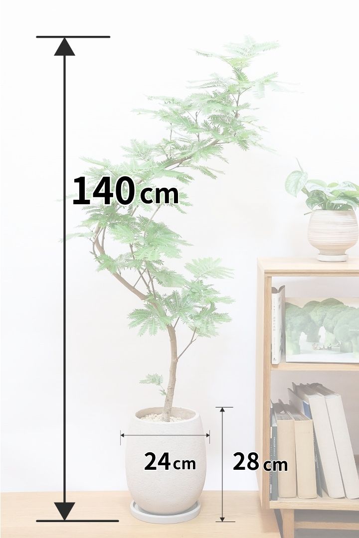 エバーフレッシュGIV61763| 観葉植物の通信販売 | APEGO(アペーゴ)