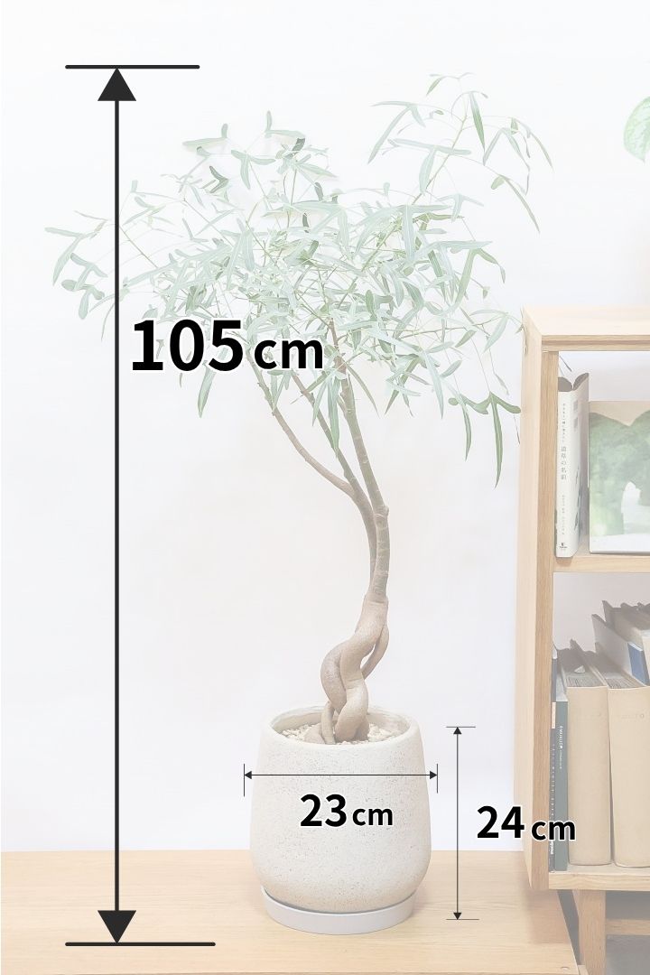 ブラキキトンIV61764| 観葉植物の通信販売 | APEGO(アペーゴ)