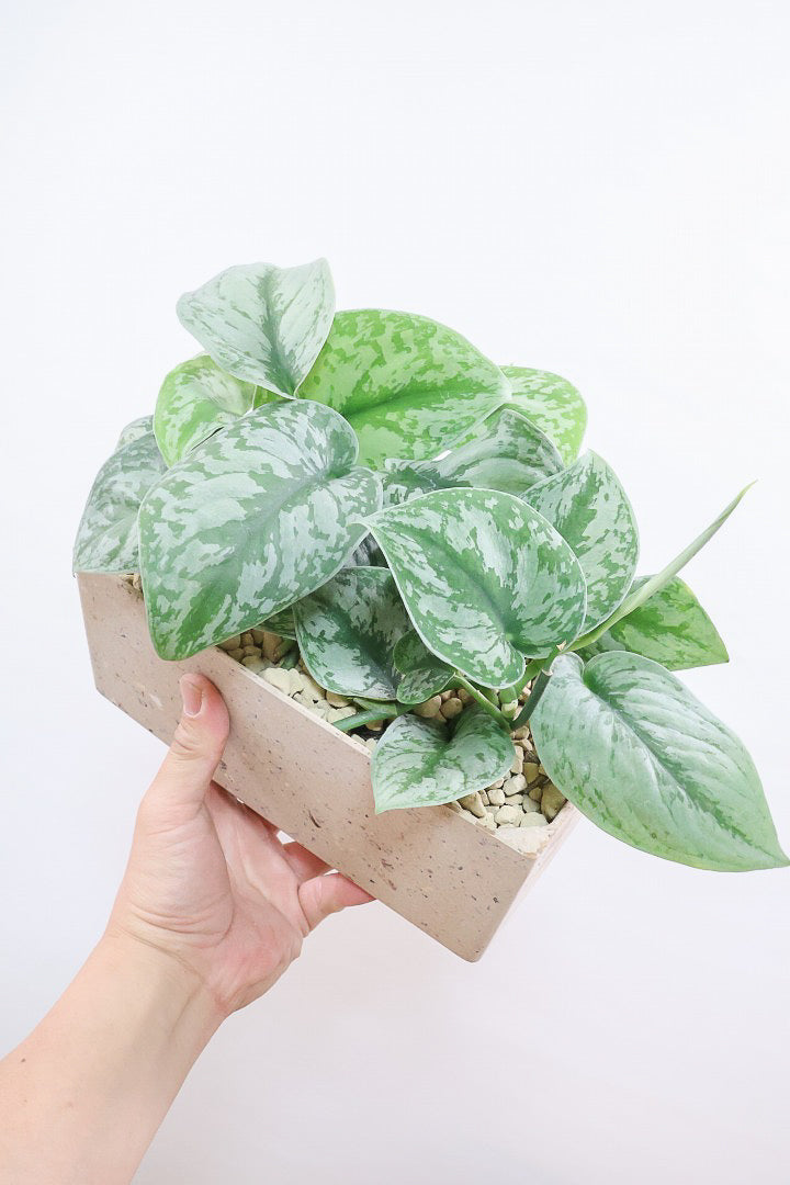 【スキンダプサス トレビー】人気のワイドポット！ベルベットのような葉の質感。葉の模様が個性的で美しい観葉植物です！