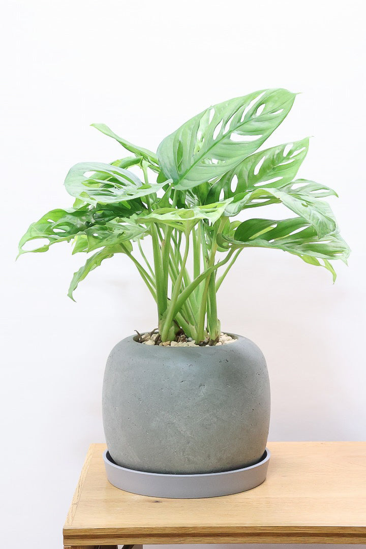 スタンド付き　　元気なモンステラ 観葉植物 モンステラ 6号 根あがり スタンダードポット コーヒー