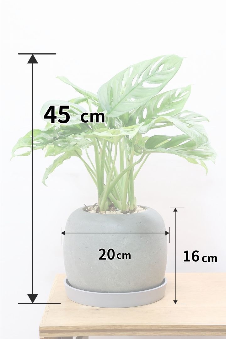 観葉植物　モンステラ① 大きい　健康　金運 モンステラの風水｜幸運を呼ぶ観葉植物？金運UPする置き場所を解説