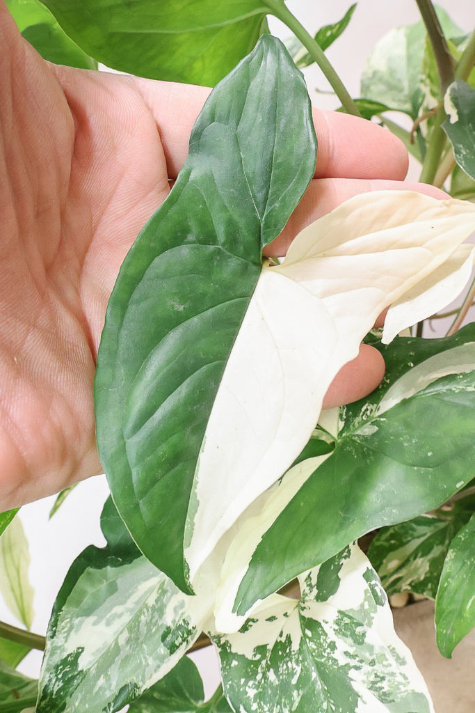 シンゴニウム　フレンチマーブル　観葉植物　苗 シンゴニウム フレンチマーブルBE61772| 観葉植物の通信販売 | APEGO