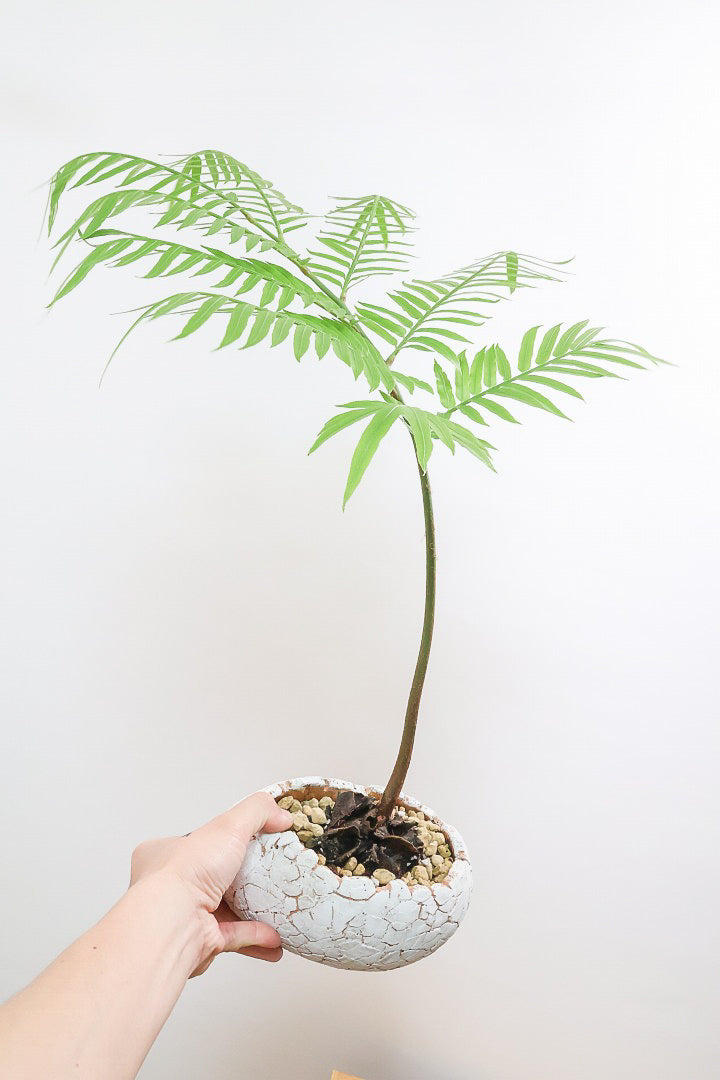 【リュウビンタイ】大き目サイズ！この季節になるとついつい仕入れちゃいます！葉の状態もとてもイイです！