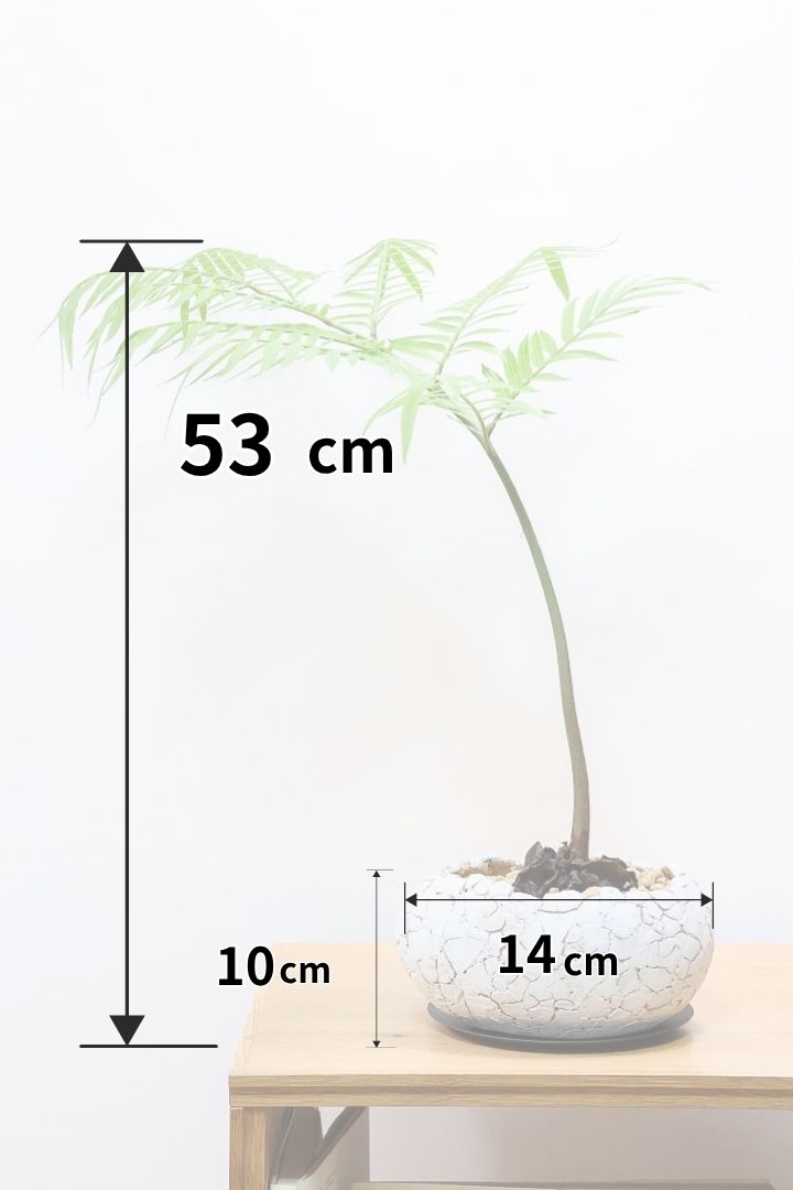 えげつないサイズのリュウビンタイ リュウビンタイ 観葉植物 5号ポット | 日本ライン花木センター