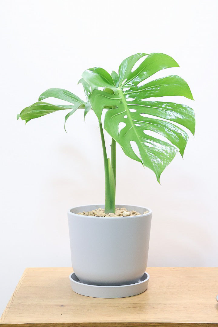 モンステラ コンパクターPP61783| 観葉植物の通信販売 | APEGO(アペーゴ)