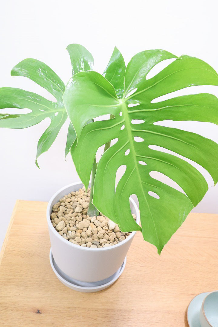 【モンステラ コンパクター】軽量なプラスチック鉢！葉の切れ込みがとても美しい!!葉がコンパクトなタイプです！