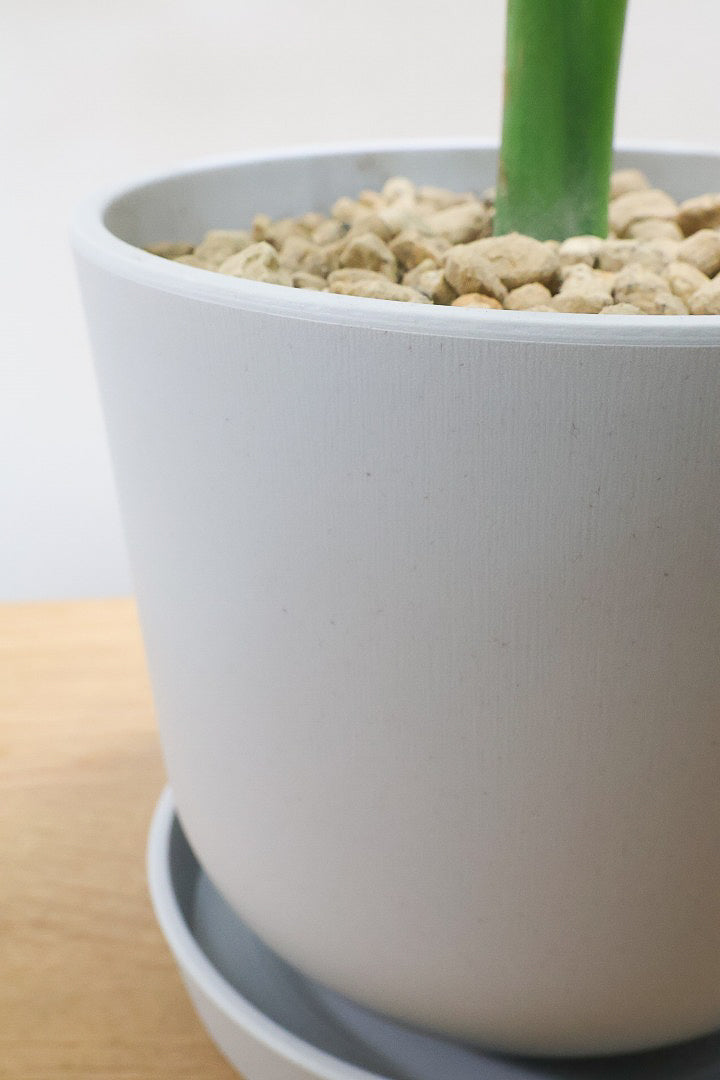 【モンステラ コンパクター】軽量なプラスチック鉢！葉の切れ込みがとても美しい!!葉がコンパクトなタイプです！
