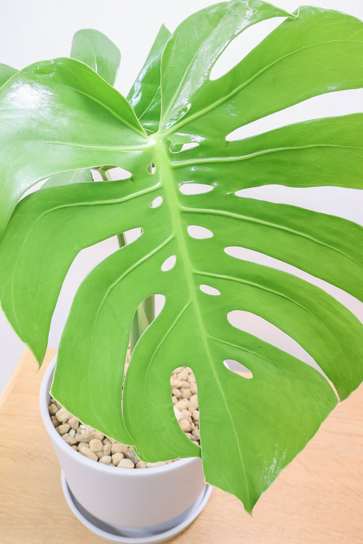 【モンステラ コンパクター】軽量なプラスチック鉢！葉の切れ込みがとても美しい!!葉がコンパクトなタイプです！