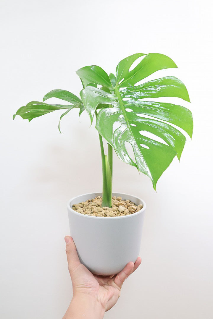 【モンステラ コンパクター】軽量なプラスチック鉢！葉の切れ込みがとても美しい!!葉がコンパクトなタイプです！