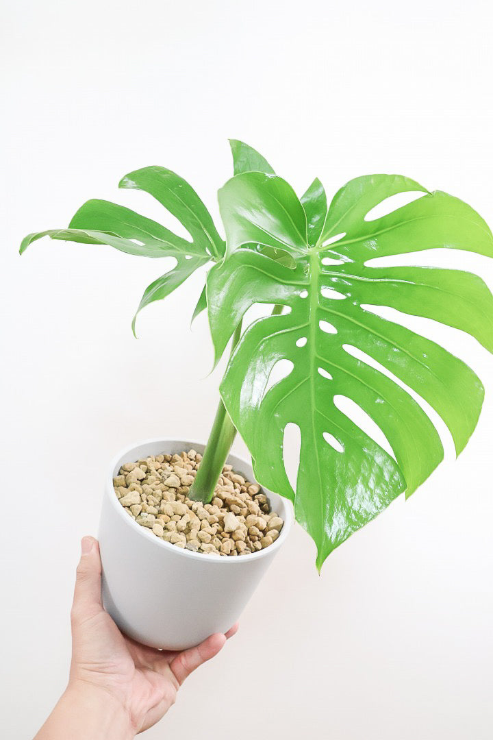 【モンステラ コンパクター】軽量なプラスチック鉢！葉の切れ込みがとても美しい!!葉がコンパクトなタイプです！
