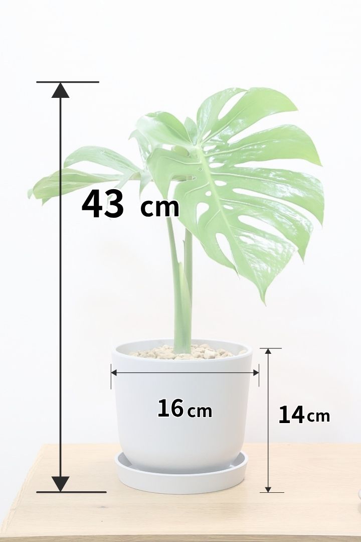 【モンステラ コンパクター】軽量なプラスチック鉢！葉の切れ込みがとても美しい!!葉がコンパクトなタイプです！