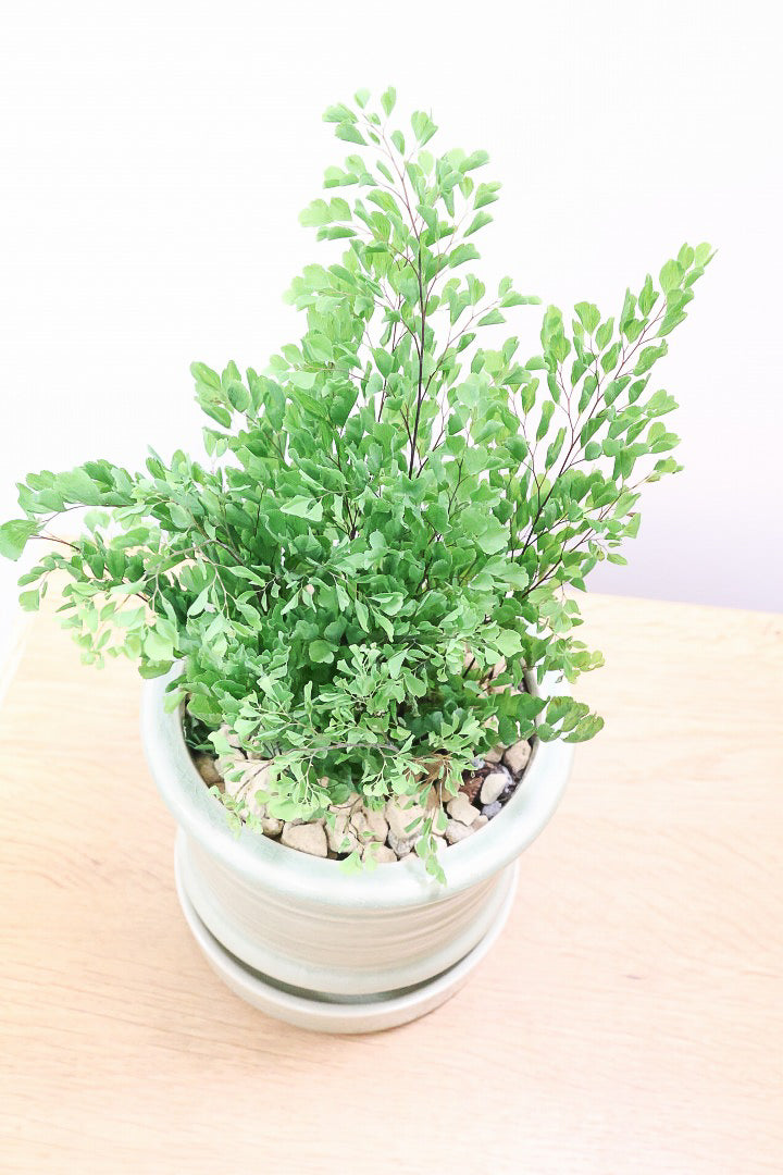 【アジアンタム リサ】かわいいミニサイズのふわふわした雰囲気がとってもかわいい観葉植物！ナチュラルな葉がかわいい♪