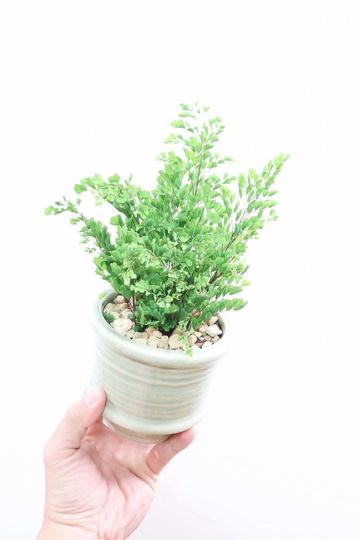 【アジアンタム リサ】かわいいミニサイズのふわふわした雰囲気がとってもかわいい観葉植物！ナチュラルな葉がかわいい♪