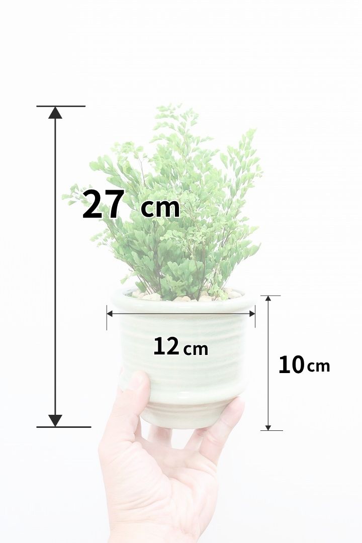 【アジアンタム リサ】かわいいミニサイズのふわふわした雰囲気がとってもかわいい観葉植物！ナチュラルな葉がかわいい♪