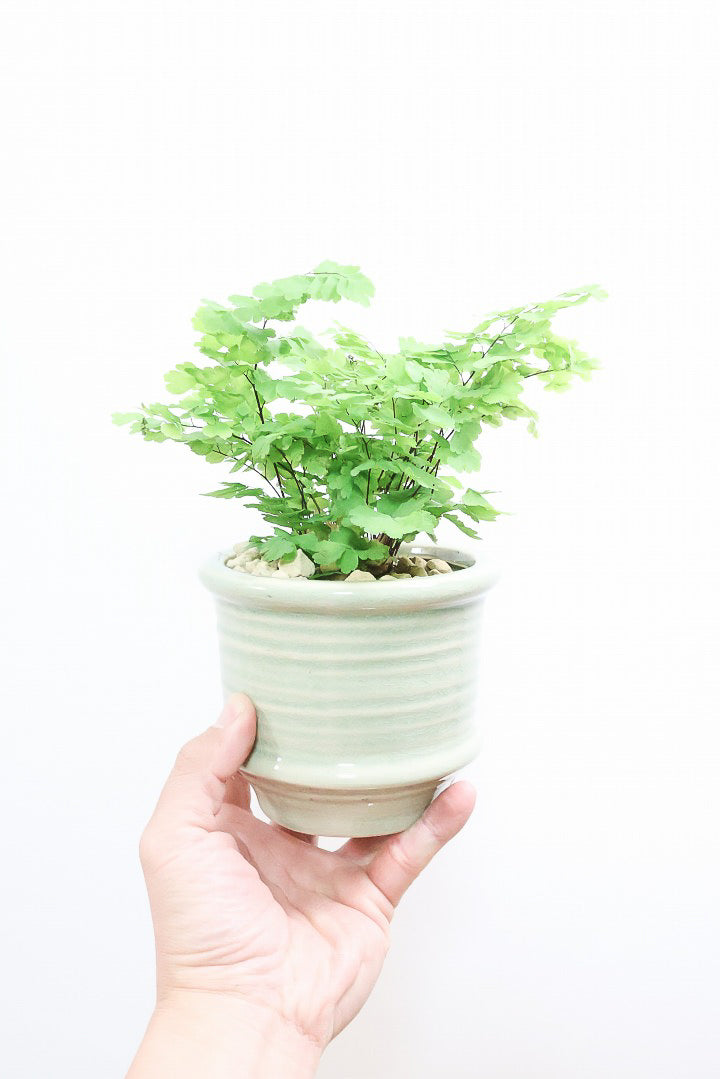 【アジアンタム モノカラー】ふわふわした雰囲気がとってもかわいい観葉植物! 今だけ入荷の限定商品！