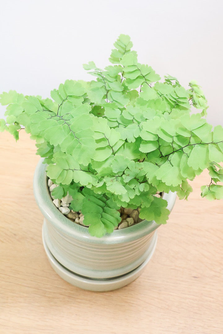 【アジアンタム モノカラー】ふわふわした雰囲気がとってもかわいい観葉植物! 今だけ入荷の限定商品！
