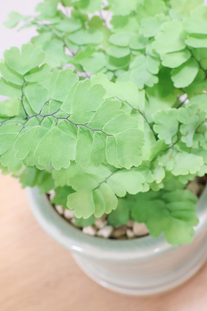 【アジアンタム モノカラー】ふわふわした雰囲気がとってもかわいい観葉植物! 今だけ入荷の限定商品！