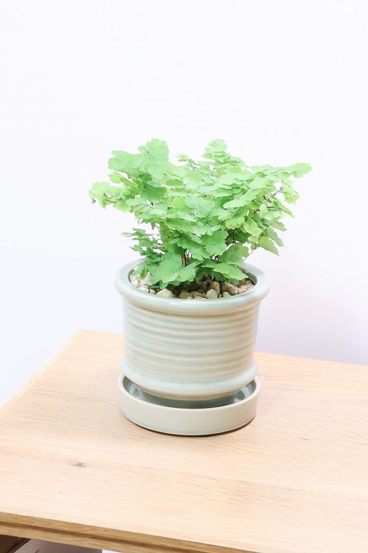 【アジアンタム モノカラー】ふわふわした雰囲気がとってもかわいい観葉植物! 今だけ入荷の限定商品！