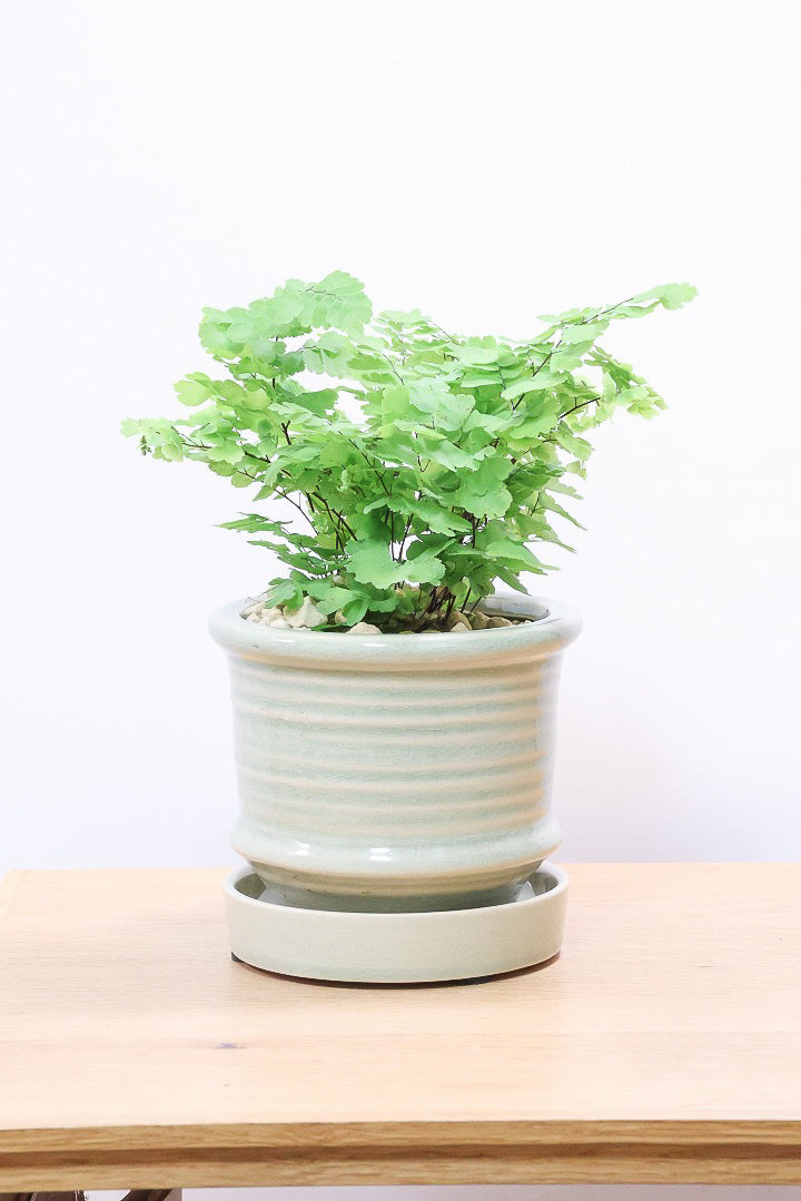 【アジアンタム モノカラー】ふわふわした雰囲気がとってもかわいい観葉植物! 今だけ入荷の限定商品！