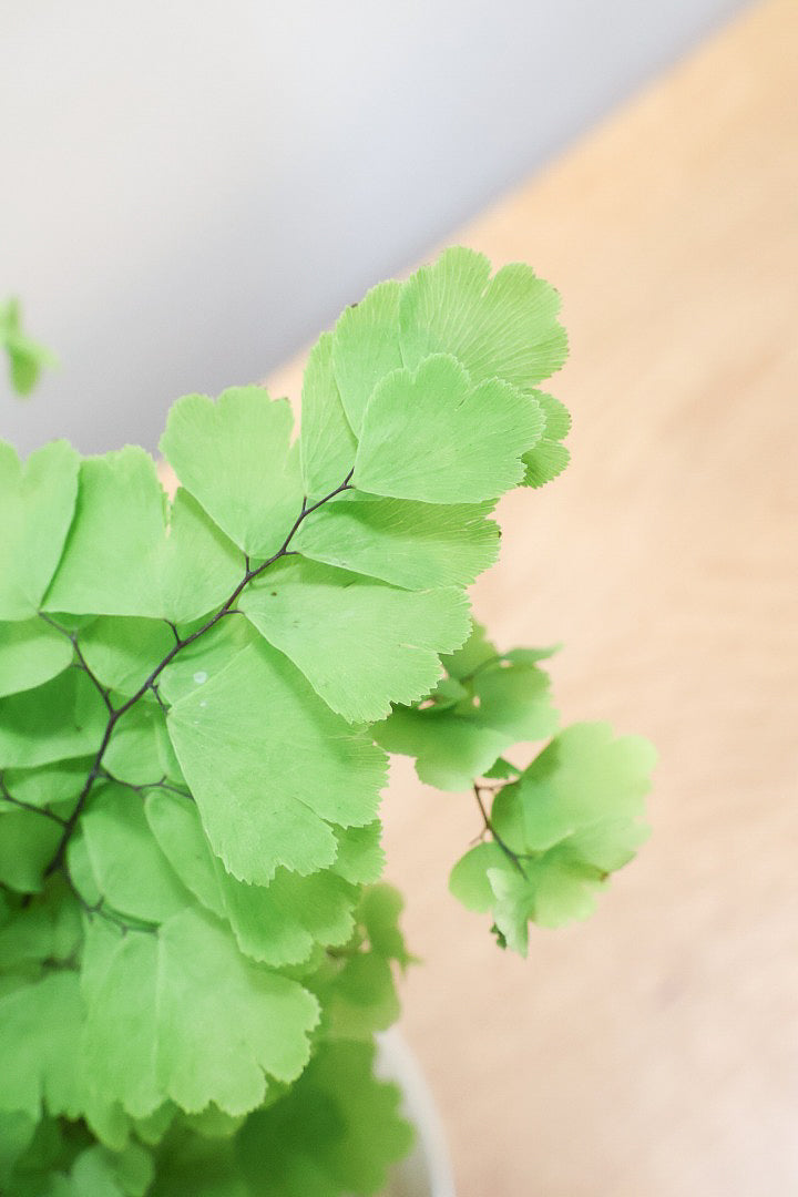 【アジアンタム モノカラー】ふわふわした雰囲気がとってもかわいい観葉植物! 今だけ入荷の限定商品！