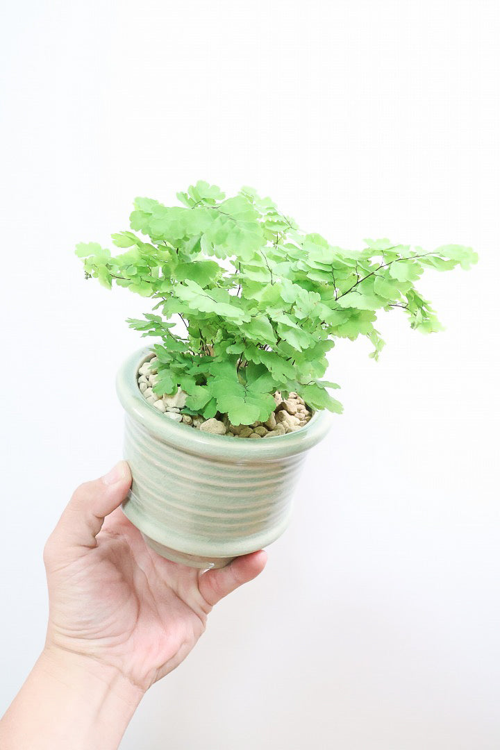 【アジアンタム モノカラー】ふわふわした雰囲気がとってもかわいい観葉植物! 今だけ入荷の限定商品！