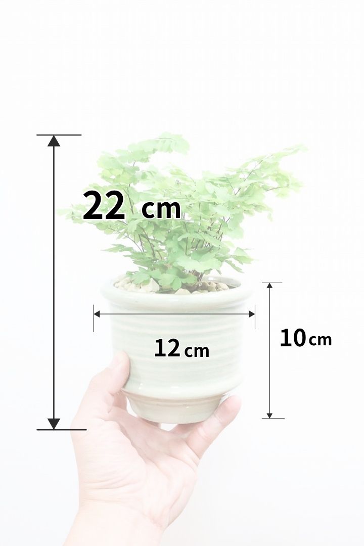 【アジアンタム モノカラー】ふわふわした雰囲気がとってもかわいい観葉植物! 今だけ入荷の限定商品！