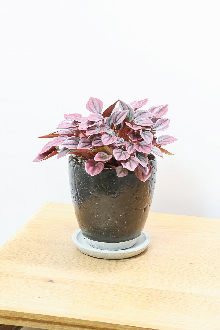 ペペロミア カイエンK61788| 観葉植物の通信販売 | APEGO(アペーゴ)