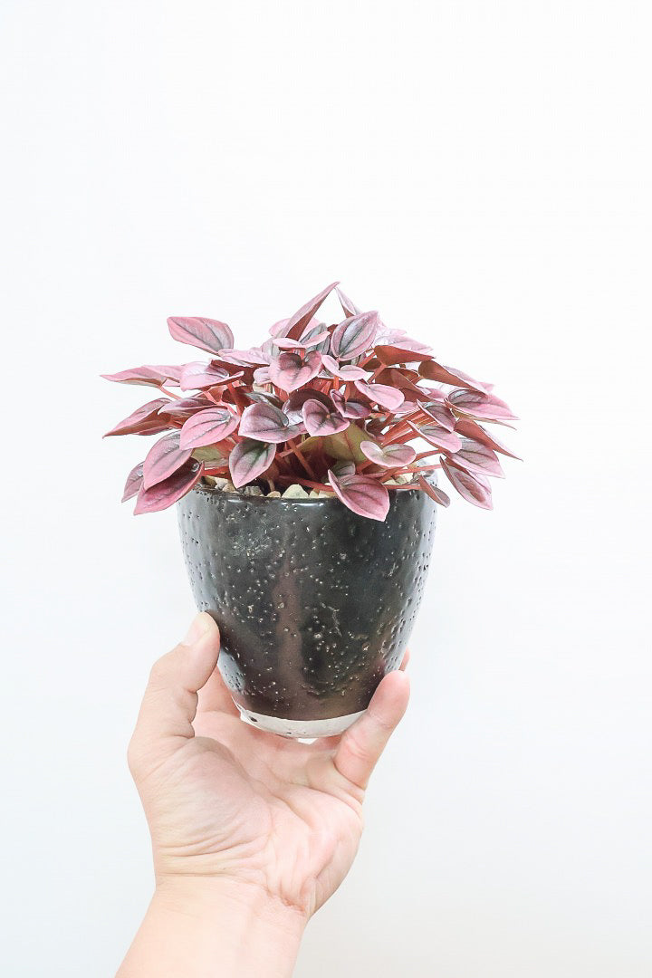 【ペペロミア カイエン】今回は最高の葉色！今まで史上最高に仕上がった鮮やかな赤紫の葉が美しい。千葉県のペペロミア職人の生産者が手がけました！