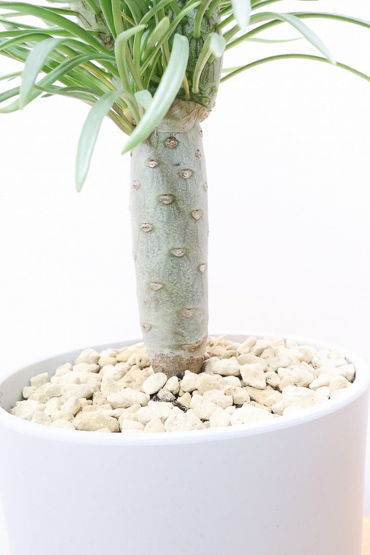 【モンキーツリー】軽量なプラスチックPOT！そして極太の幹タイプ！幸せが訪れる言い伝えがあります♪茨城県のモンキーツリーの生産者さんの選りすぐりの個体です！