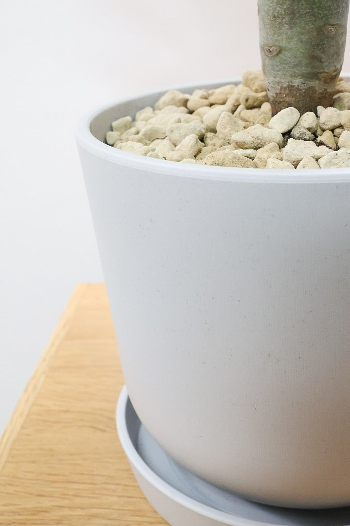 【モンキーツリー】軽量なプラスチックPOT！そして極太の幹タイプ！幸せが訪れる言い伝えがあります♪茨城県のモンキーツリーの生産者さんの選りすぐりの個体です！