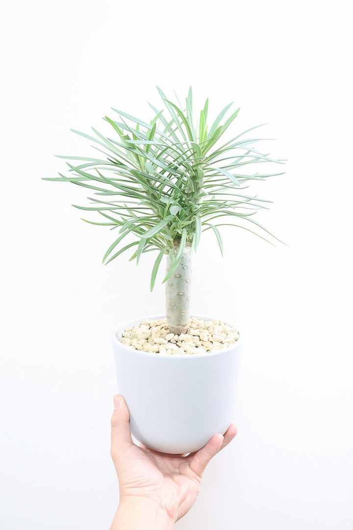 【モンキーツリー】軽量なプラスチックPOT！そして極太の幹タイプ！幸せが訪れる言い伝えがあります♪茨城県のモンキーツリーの生産者さんの選りすぐりの個体です！