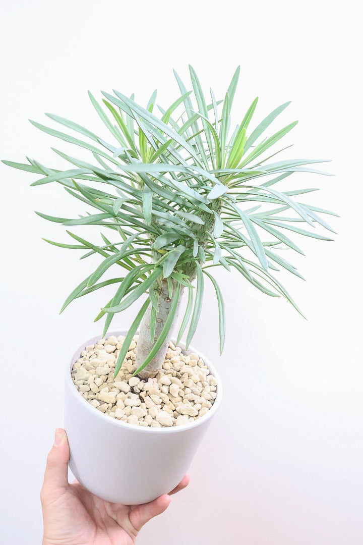【モンキーツリー】軽量なプラスチックPOT！そして極太の幹タイプ！幸せが訪れる言い伝えがあります♪茨城県のモンキーツリーの生産者さんの選りすぐりの個体です！