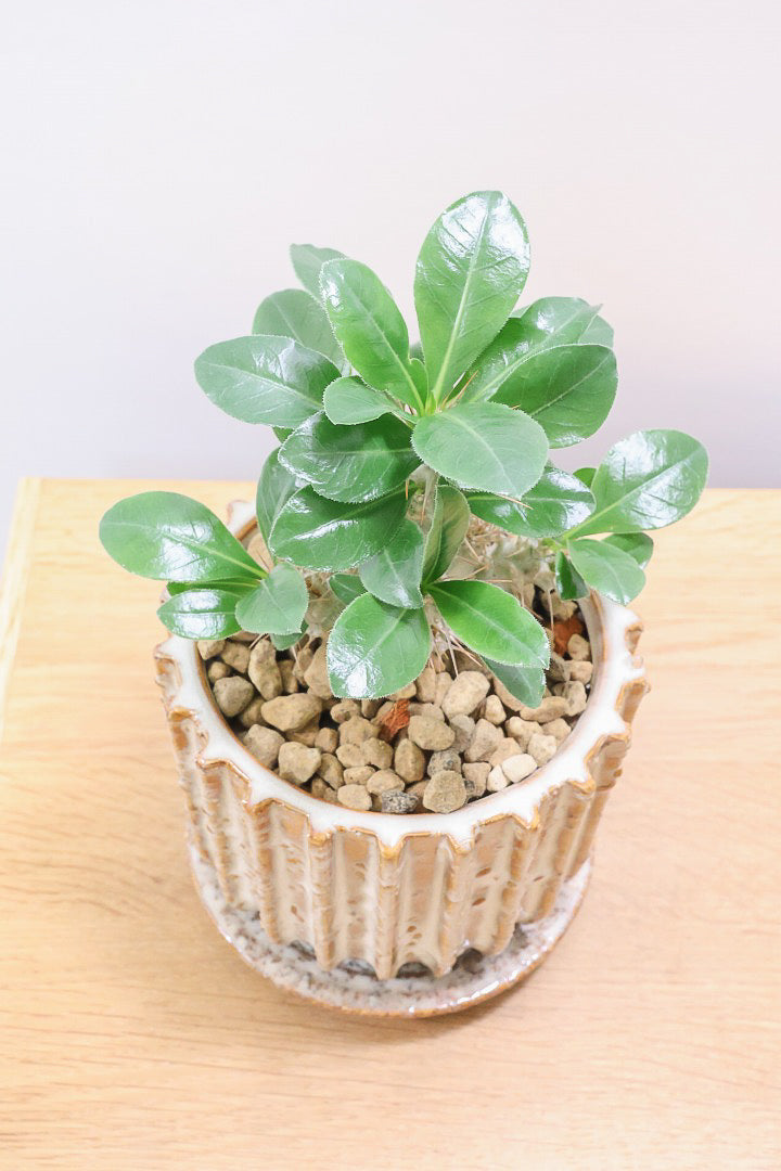 【パキポディウム サンデルシー】トゲトゲ＆ムキムキの幹がとってもかわいい塊根植物。ここから大きく育ててみるのも楽しいですよ！