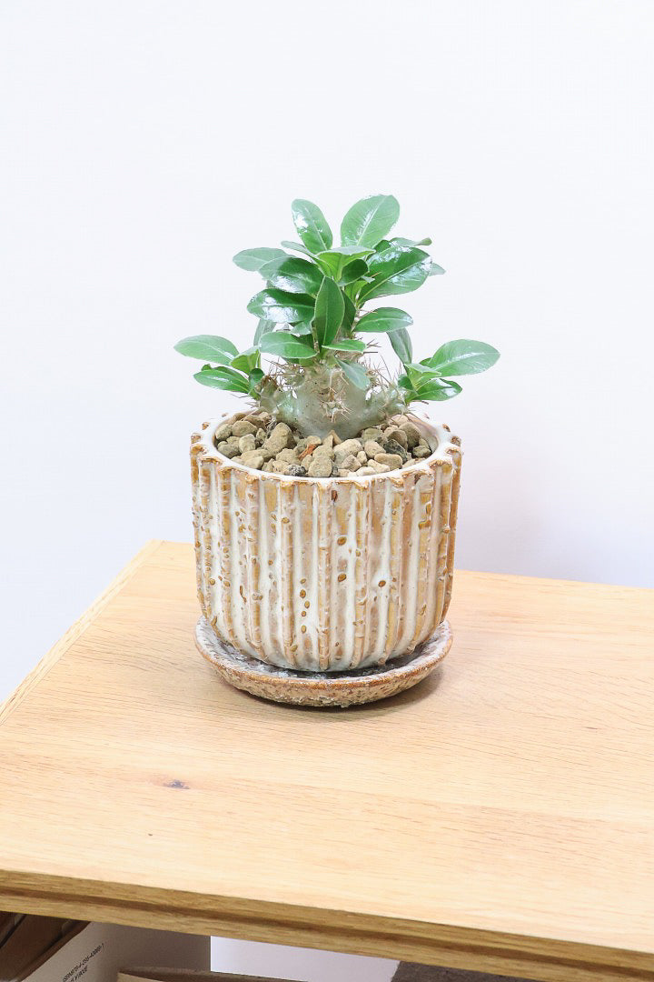 【パキポディウム サンデルシー】トゲトゲ＆ムキムキの幹がとってもかわいい塊根植物。ここから大きく育ててみるのも楽しいですよ！