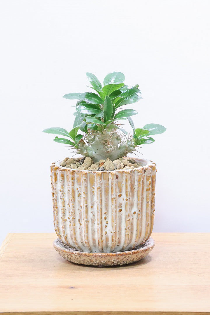 【パキポディウム サンデルシー】トゲトゲ＆ムキムキの幹がとってもかわいい塊根植物。ここから大きく育ててみるのも楽しいですよ！