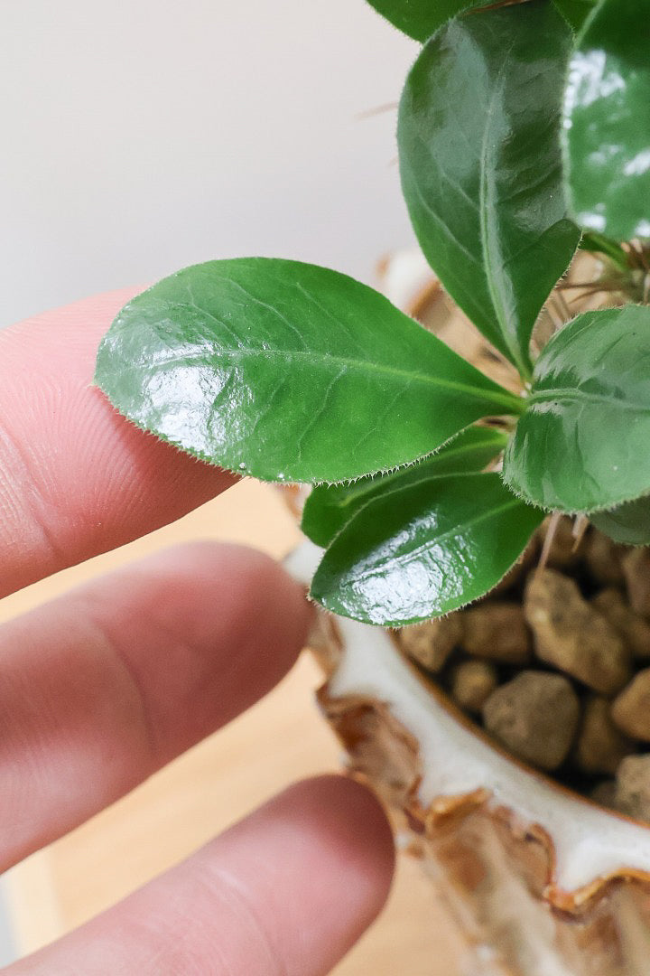 【パキポディウム サンデルシー】トゲトゲ＆ムキムキの幹がとってもかわいい塊根植物。ここから大きく育ててみるのも楽しいですよ！