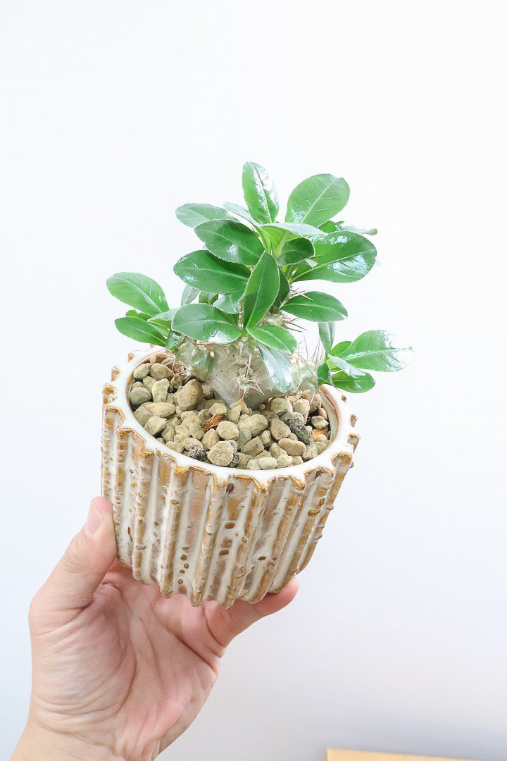 【パキポディウム サンデルシー】トゲトゲ＆ムキムキの幹がとってもかわいい塊根植物。ここから大きく育ててみるのも楽しいですよ！