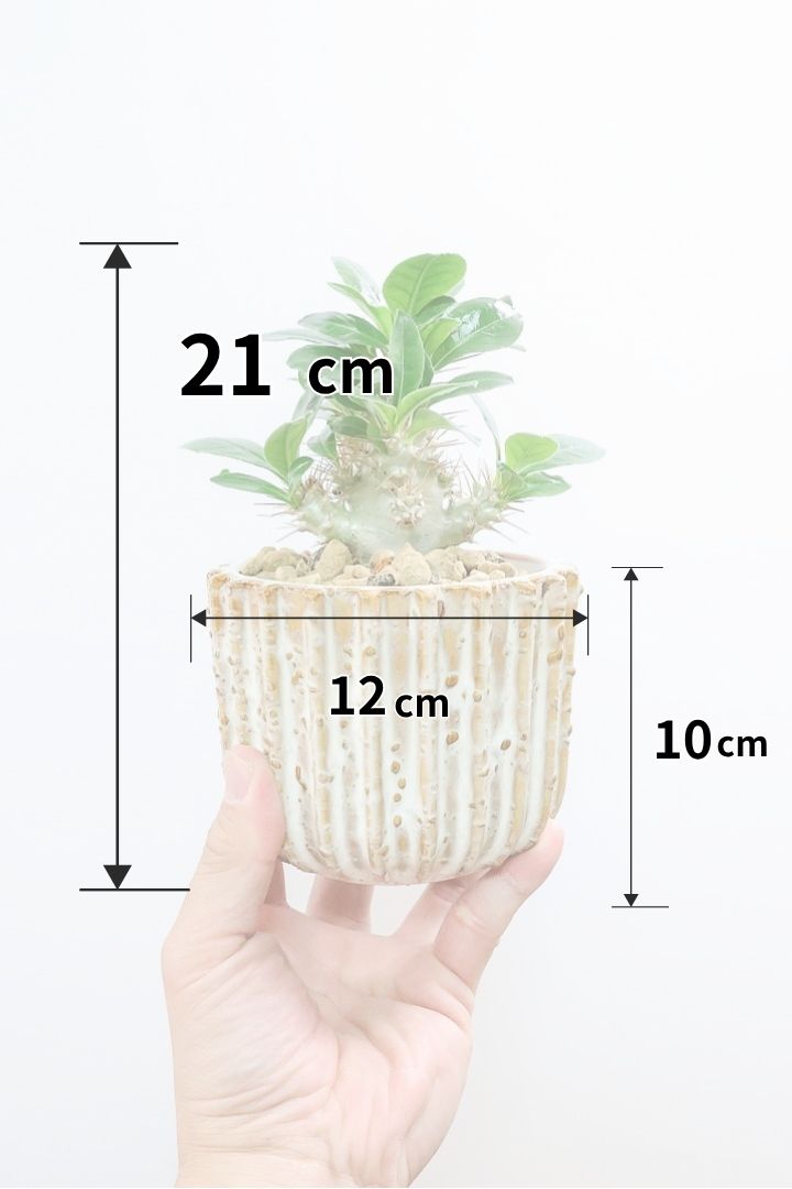 【パキポディウム サンデルシー】トゲトゲ＆ムキムキの幹がとってもかわいい塊根植物。ここから大きく育ててみるのも楽しいですよ！