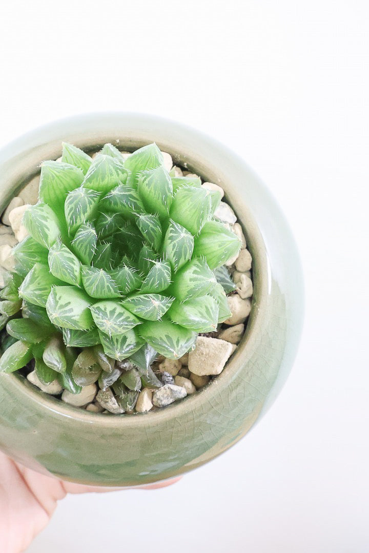 送料無料】多肉植物| 観葉植物の通信販売 | APEGO(アペーゴ)